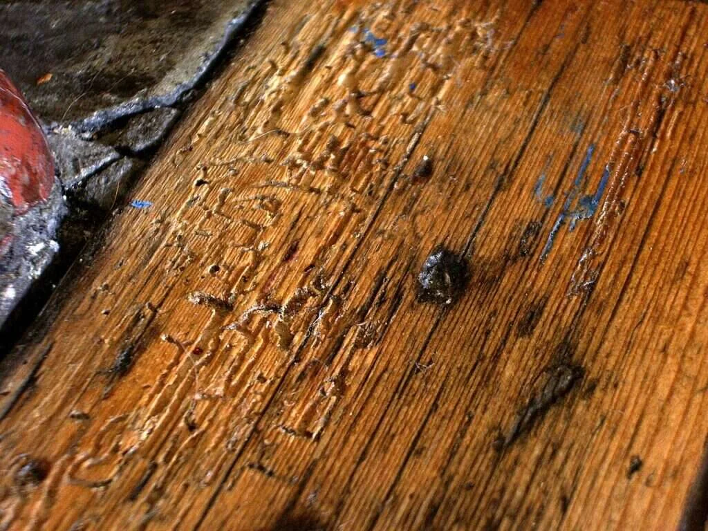 Tabla de madera de un suelo con las galerías y los agujeros de salida que deja la carcoma