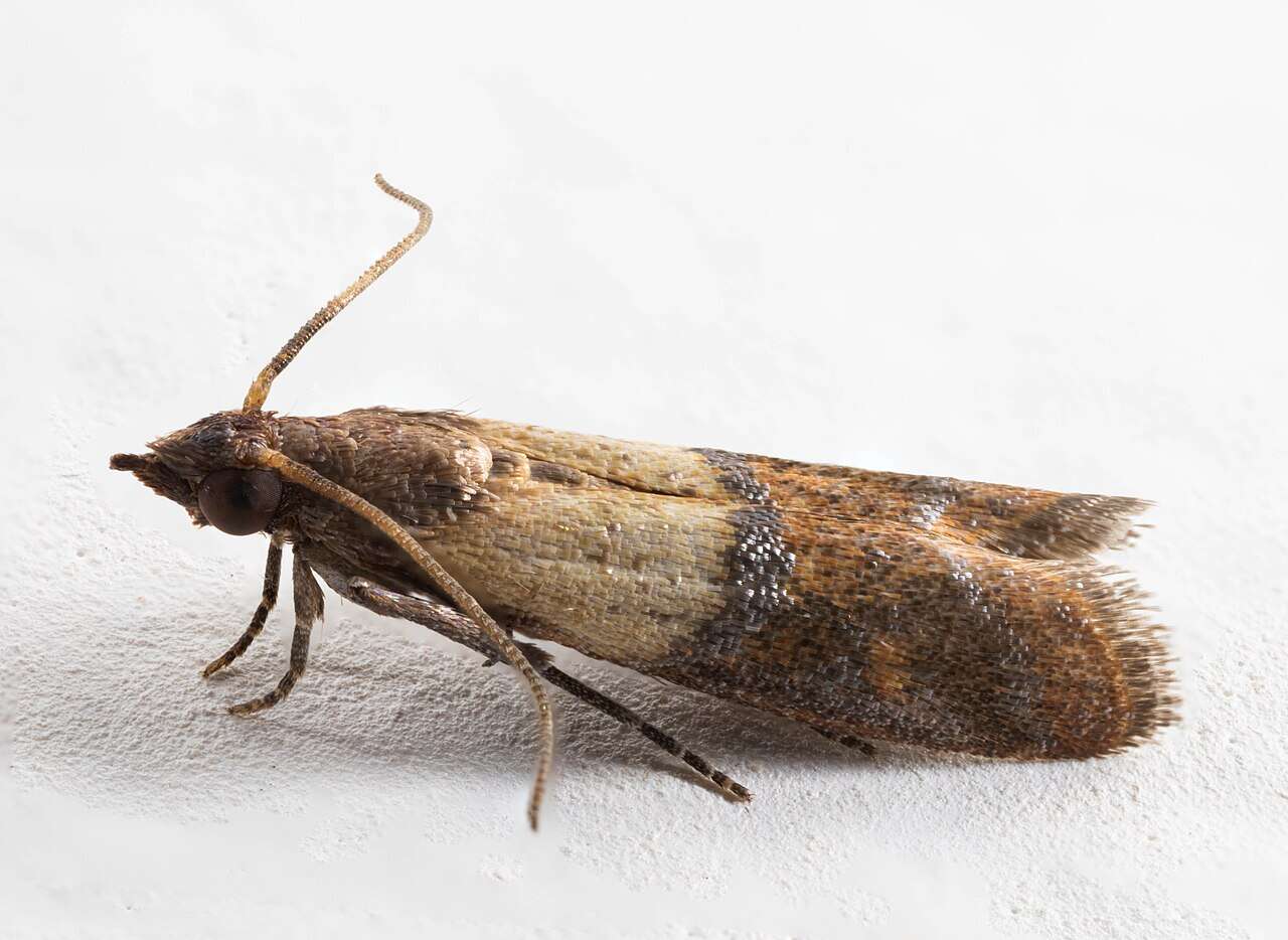 Polilla de la despensa adulta, con el ala delantera en dos tonos, clara en la base y cobriza en la punta