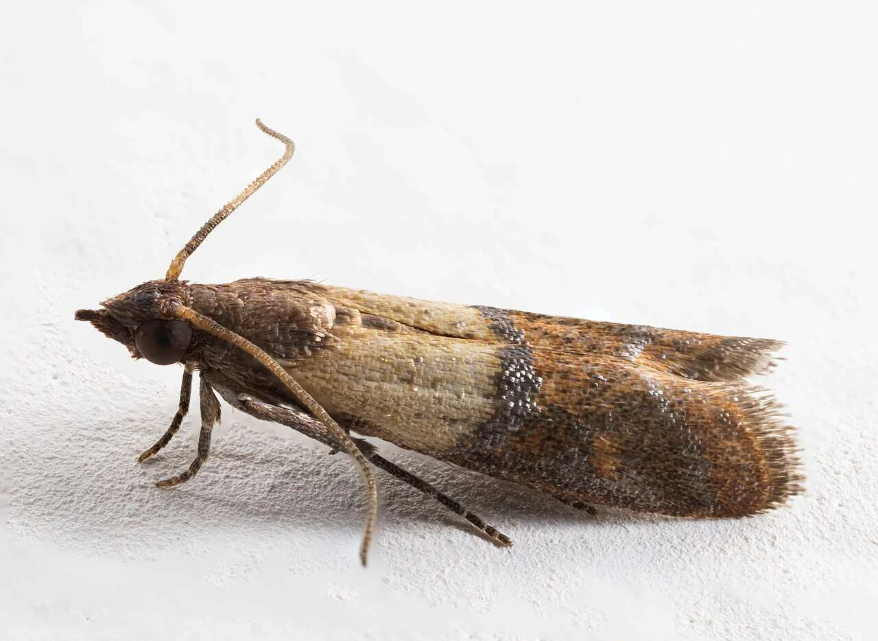 Polilla de la despensa adulta, con el ala delantera en dos tonos, clara en la base y cobriza en la punta