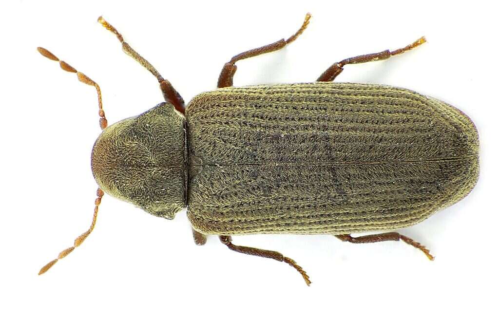 Escarabajo adulto de la carcoma común, Anobium punctatum, visto desde arriba