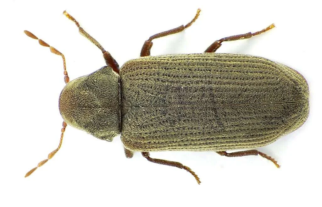 Escarabajo adulto de la carcoma común, Anobium punctatum, visto desde arriba