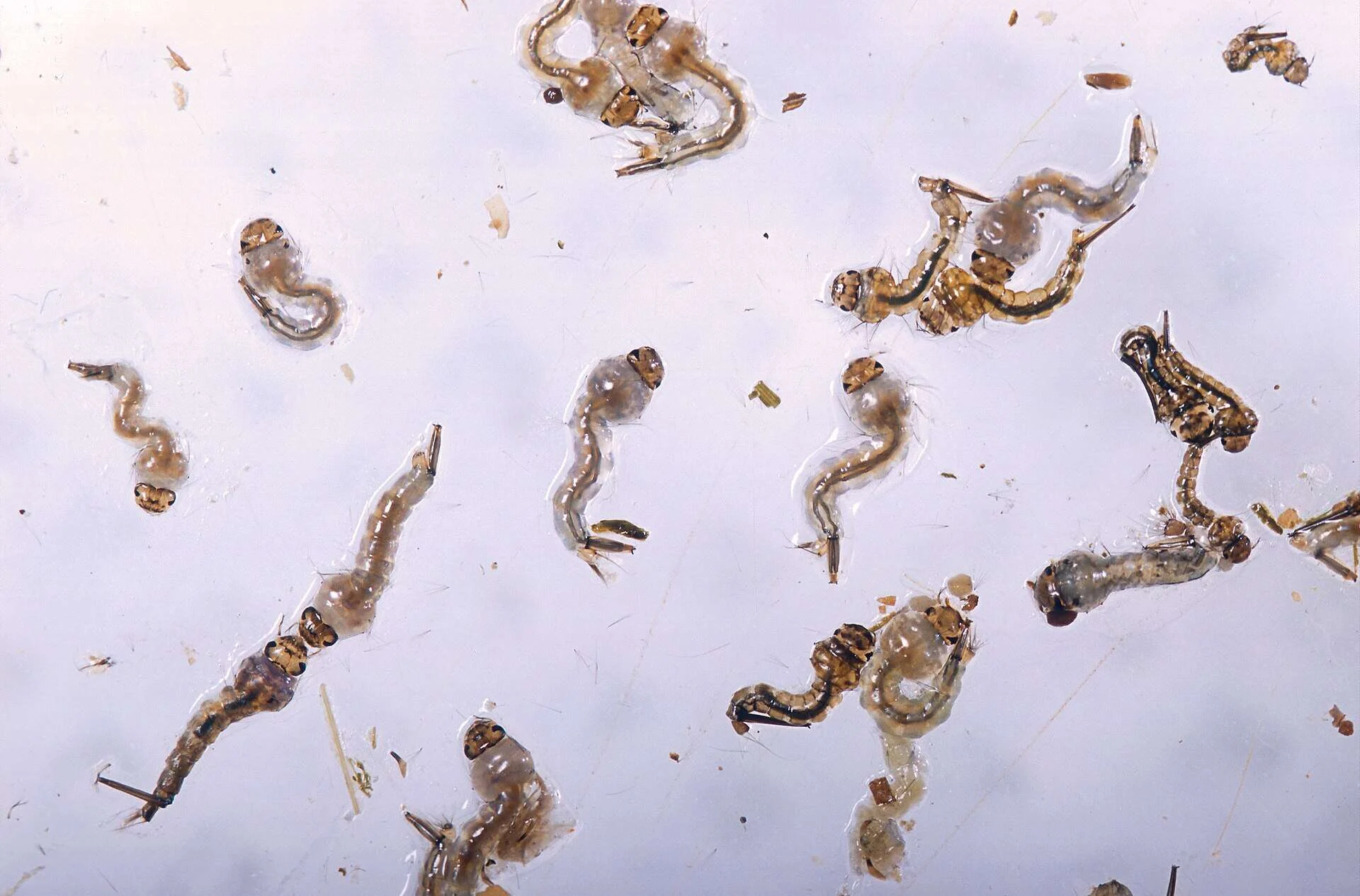 Decenas de larvas de mosquito colgando de la superficie del agua
