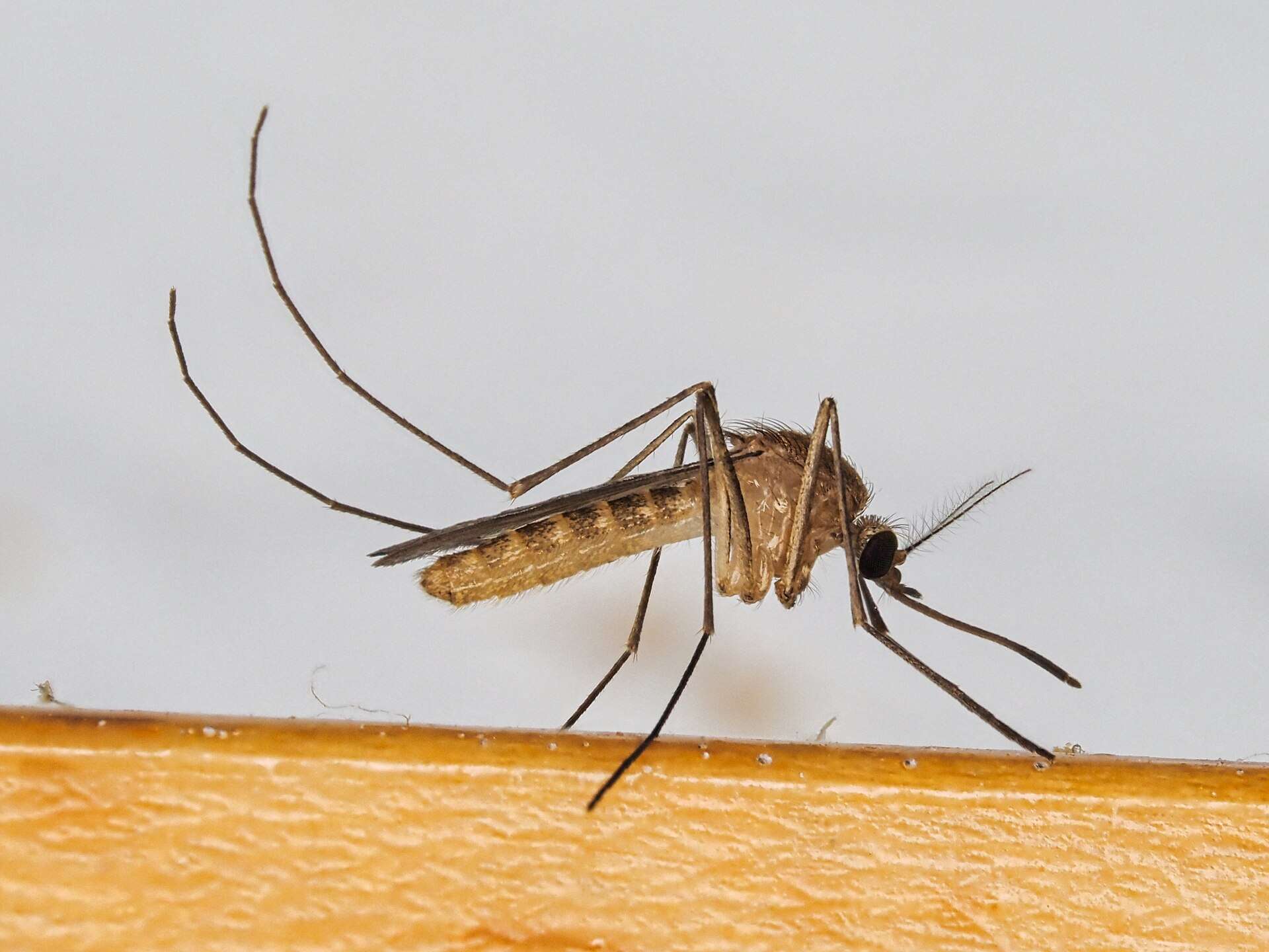 Mosquito común adulto de color pardo, posado y visto de perfil