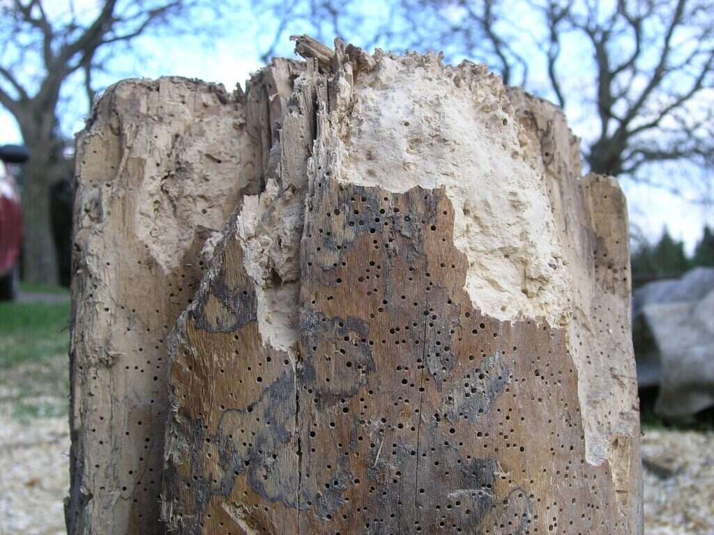 Poste de madera deshecho por dentro por la larva de la carcoma, con la superficie acribillada de agujeros