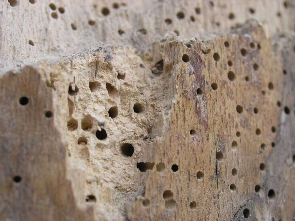 Macro de una madera con agujeros redondos de salida de carcoma y serrín fino y claro acumulado