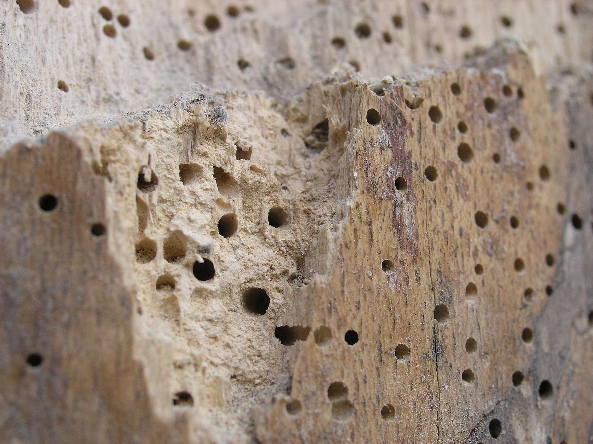 Macro de una madera con agujeros redondos de salida de carcoma y serrín fino y claro acumulado