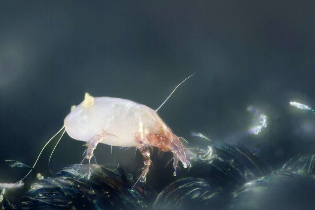 Ácaro del polvo (Dermatophagoides pteronyssinus) translúcido, fotografiado al microscopio sobre fibras textiles