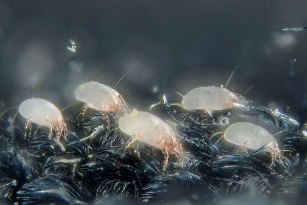 Cuatro ácaros del polvo translúcidos caminando sobre las fibras oscuras de un tejido