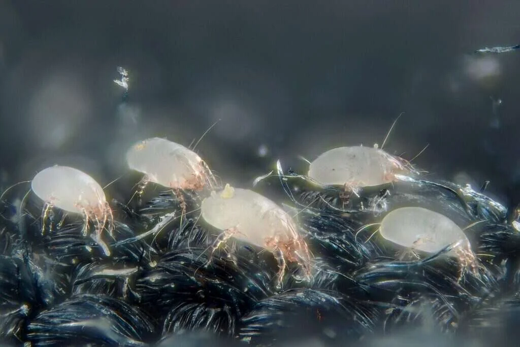 Cuatro ácaros del polvo translúcidos caminando sobre las fibras oscuras de un tejido