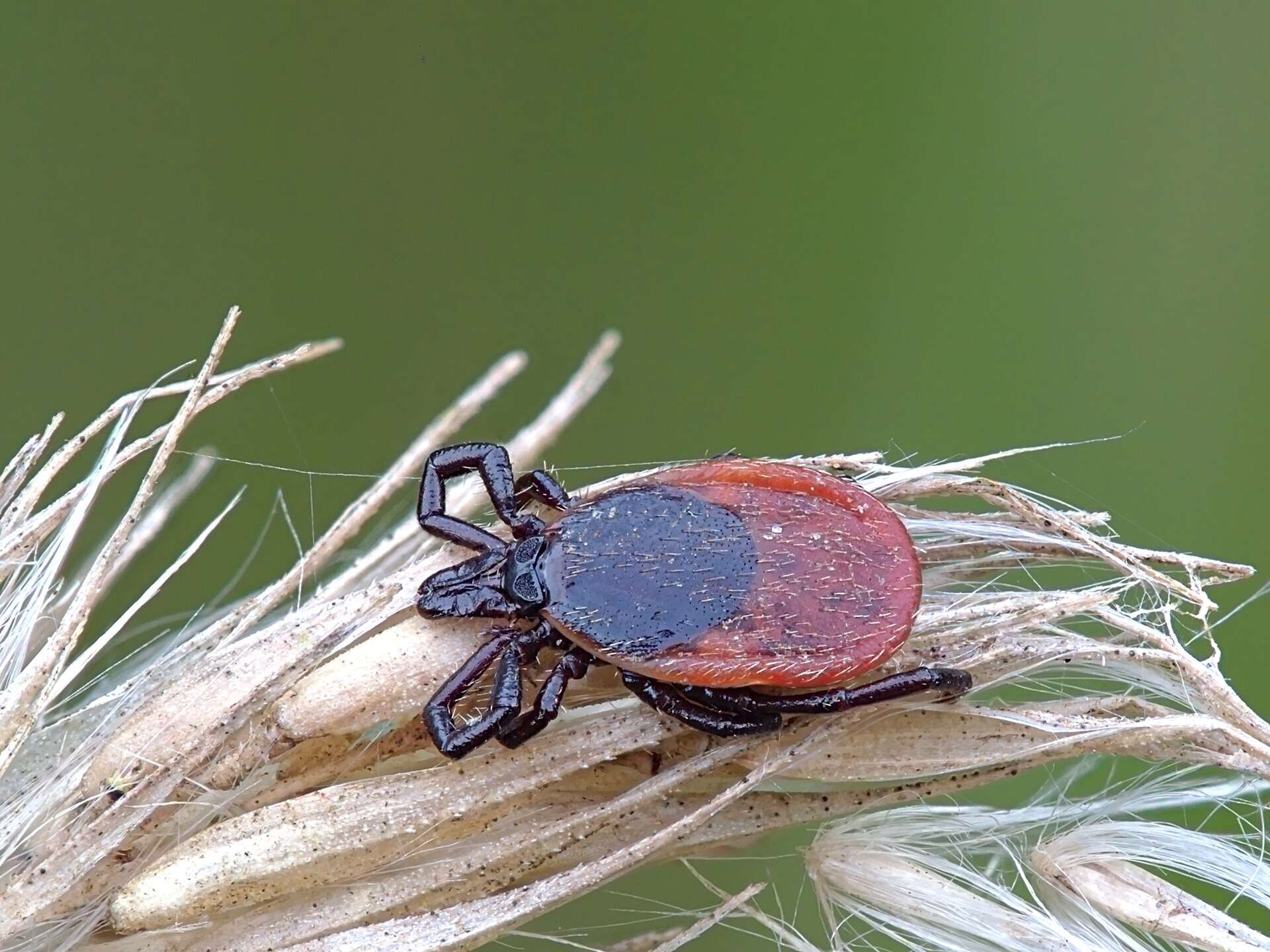 Garrapata del bosque (Ixodes ricinus) agarrada a una espiga de hierba seca con las patas delanteras extendidas