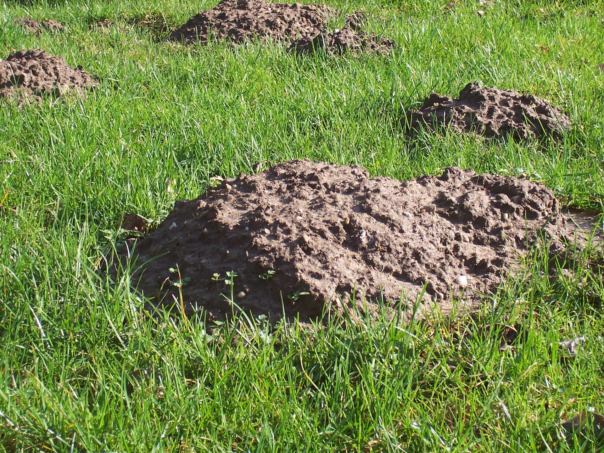 Varios montones de tierra suelta de topo sobre una zona de césped verde, sin agujero visible