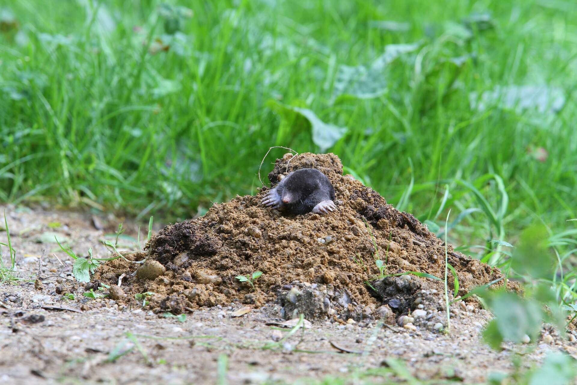 Topo asomando por el montón de tierra de una topera recién abierta en una zona de césped