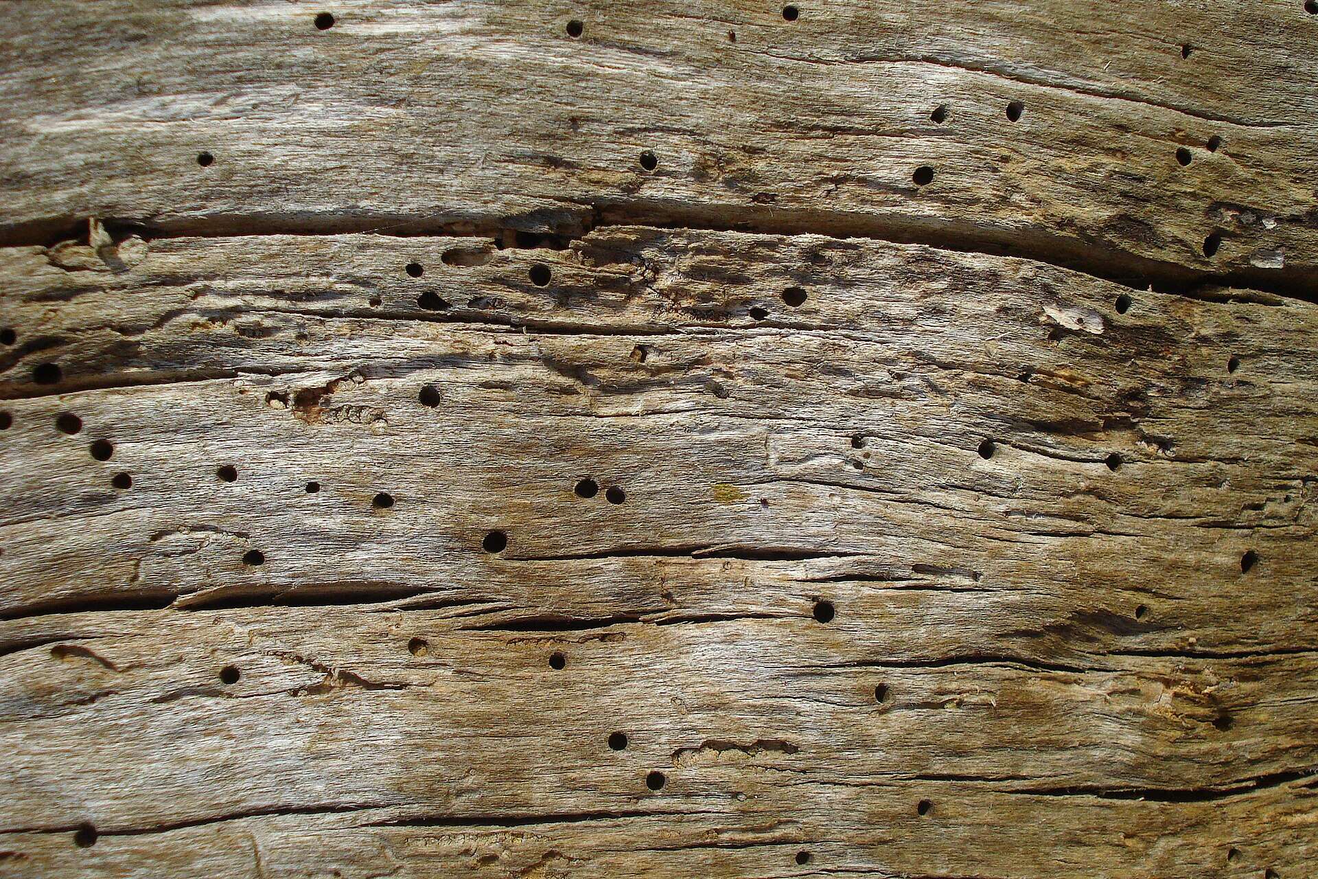 Superficie de madera envejecida cubierta de agujeros redondos de salida de la carcoma