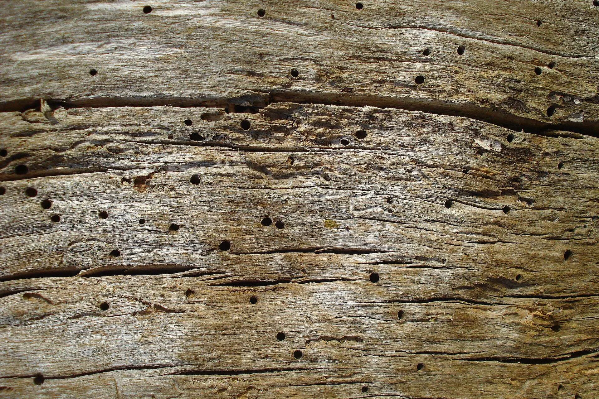 Superficie de madera envejecida cubierta de agujeros redondos de salida de la carcoma