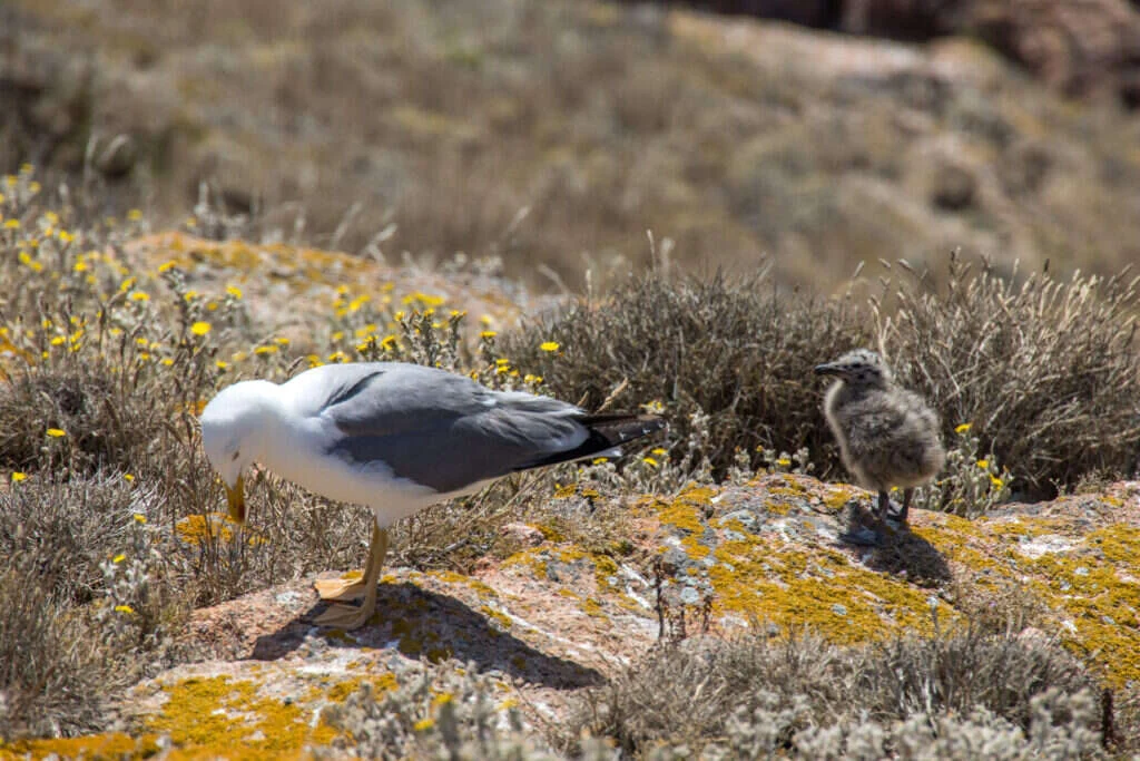 Gaviota patiamarilla adulta junto a su pollo, el momento del ciclo en que defiende el nido con más agresividad
