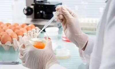 Análisis de muestras de huevo en un laboratorio de calidad alimentaria
