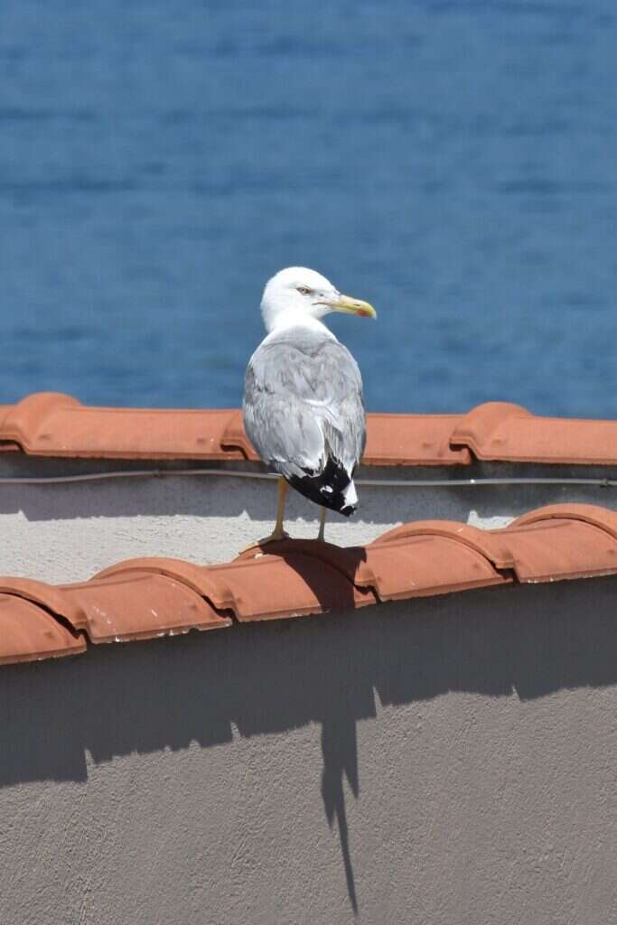 Gaviota patiamarilla apostada en el caballete de una cubierta, vigilando el nido desde el punto más alto