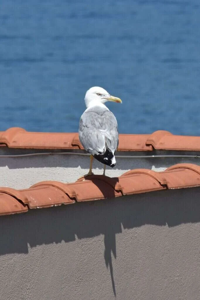 Gaviota patiamarilla apostada en el caballete de una cubierta, vigilando el nido desde el punto más alto