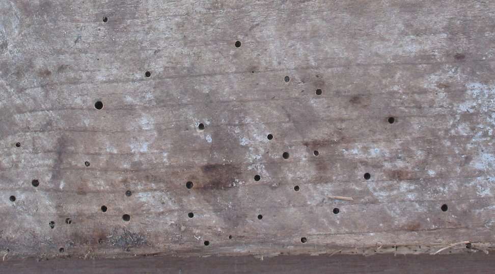 Pieza de madera estructural con decenas de agujeros de salida de carcoma repartidos por toda la cara
