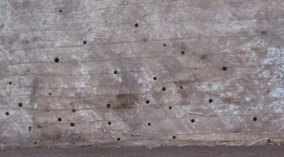 Pieza de madera estructural con decenas de agujeros de salida de carcoma repartidos por toda la cara