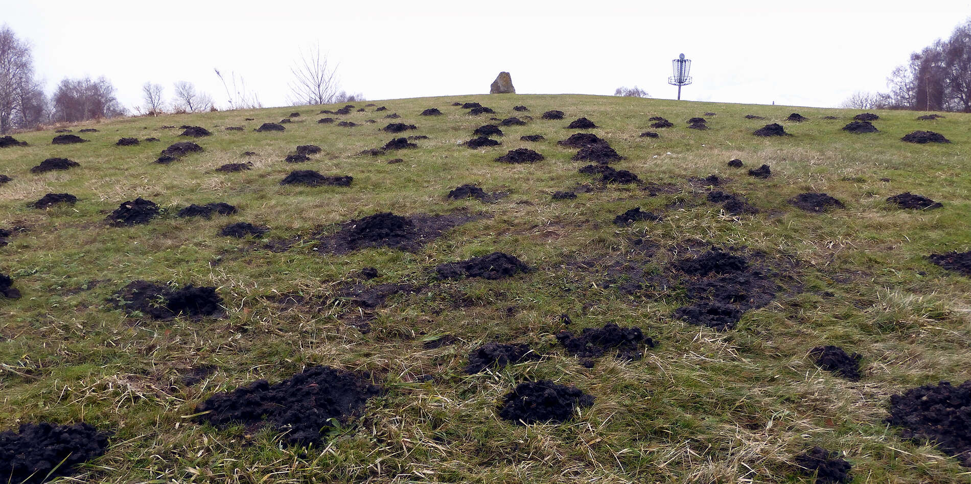 Ladera de césped cubierta por decenas de toperas de tierra oscura tras una temporada sin tratar