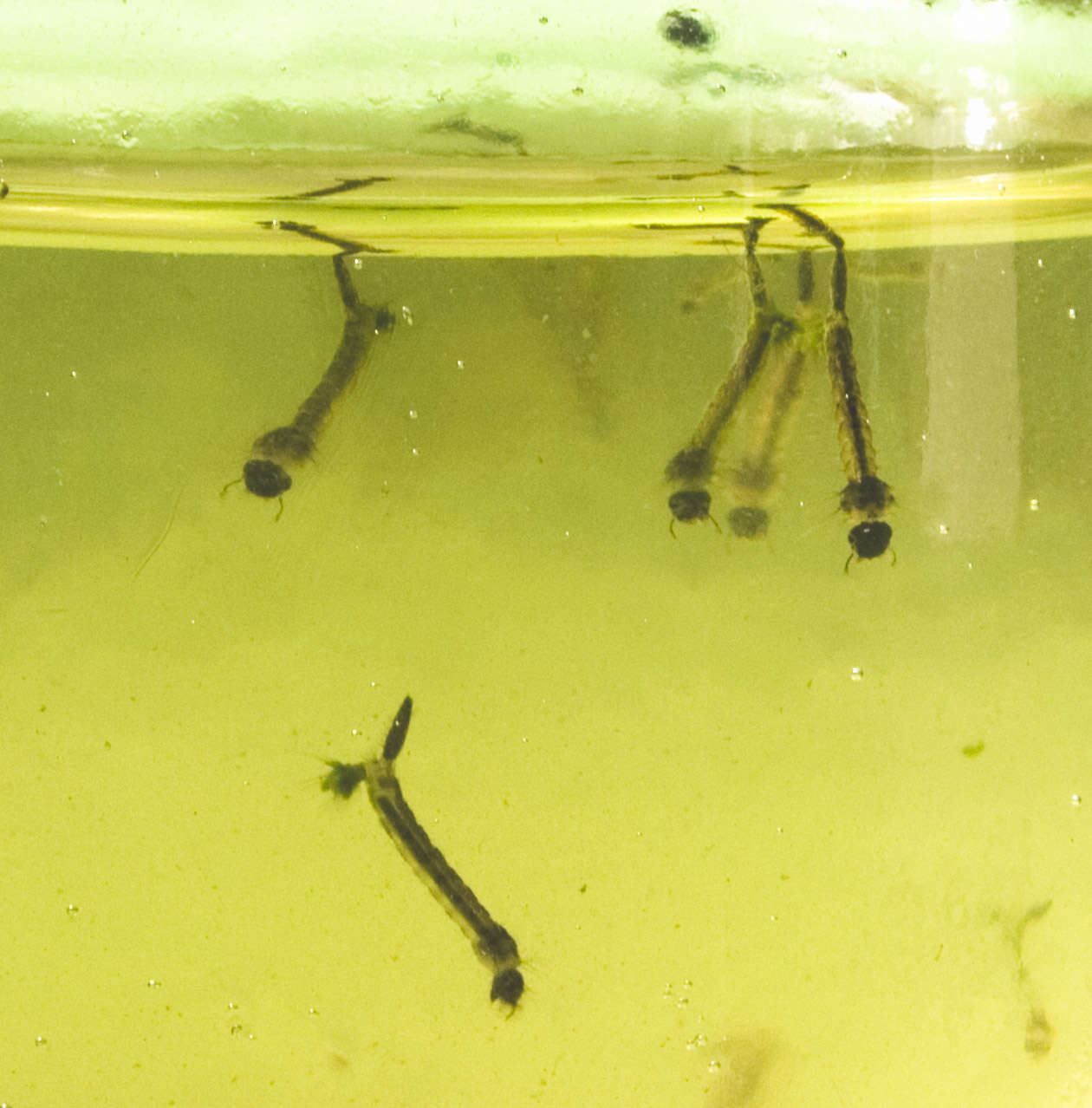 Larva de mosquito en agua estancada, primer plano