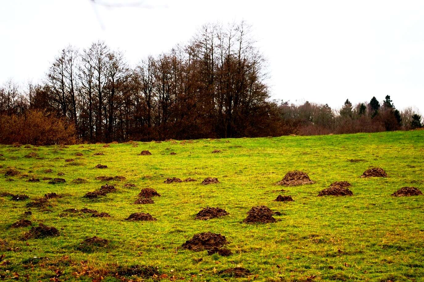 Pradera verde con montones de tierra de topo repartidos por toda la superficie