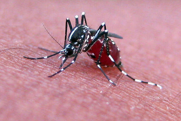 Mosquito picando en la piel al anochecer, primer plano