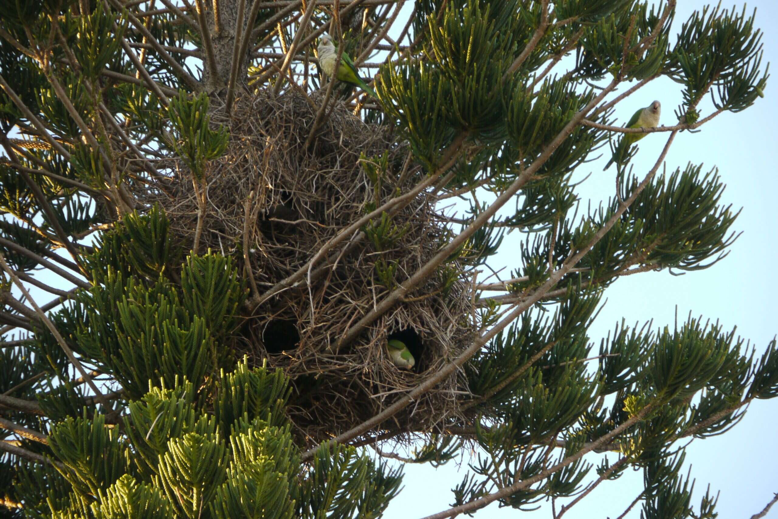 Varios nidos de cotorra acumulados en la copa de un árbol alto, con el peso colgando de las ramas