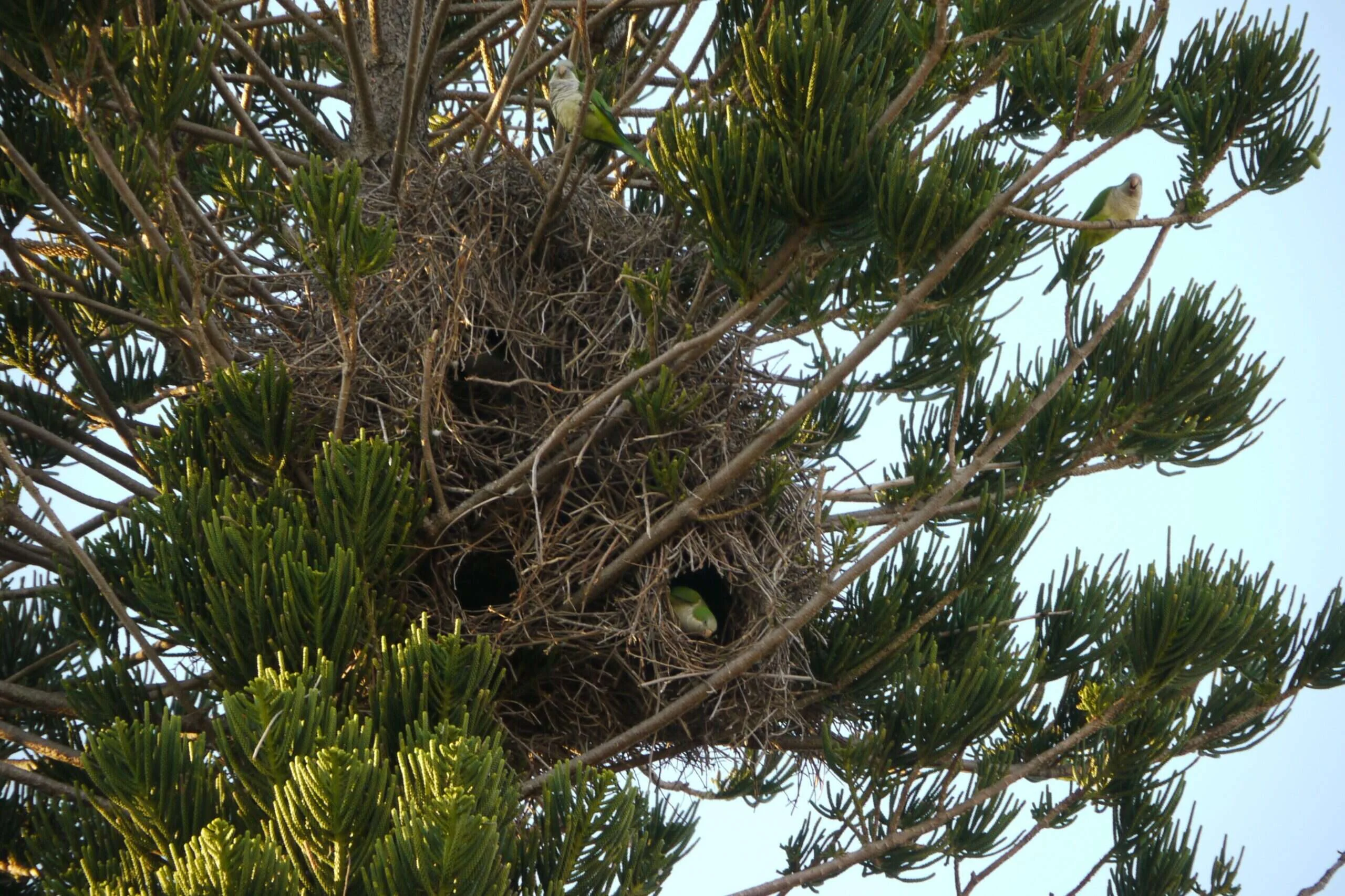 Varios nidos de cotorra acumulados en la copa de un árbol alto, con el peso colgando de las ramas