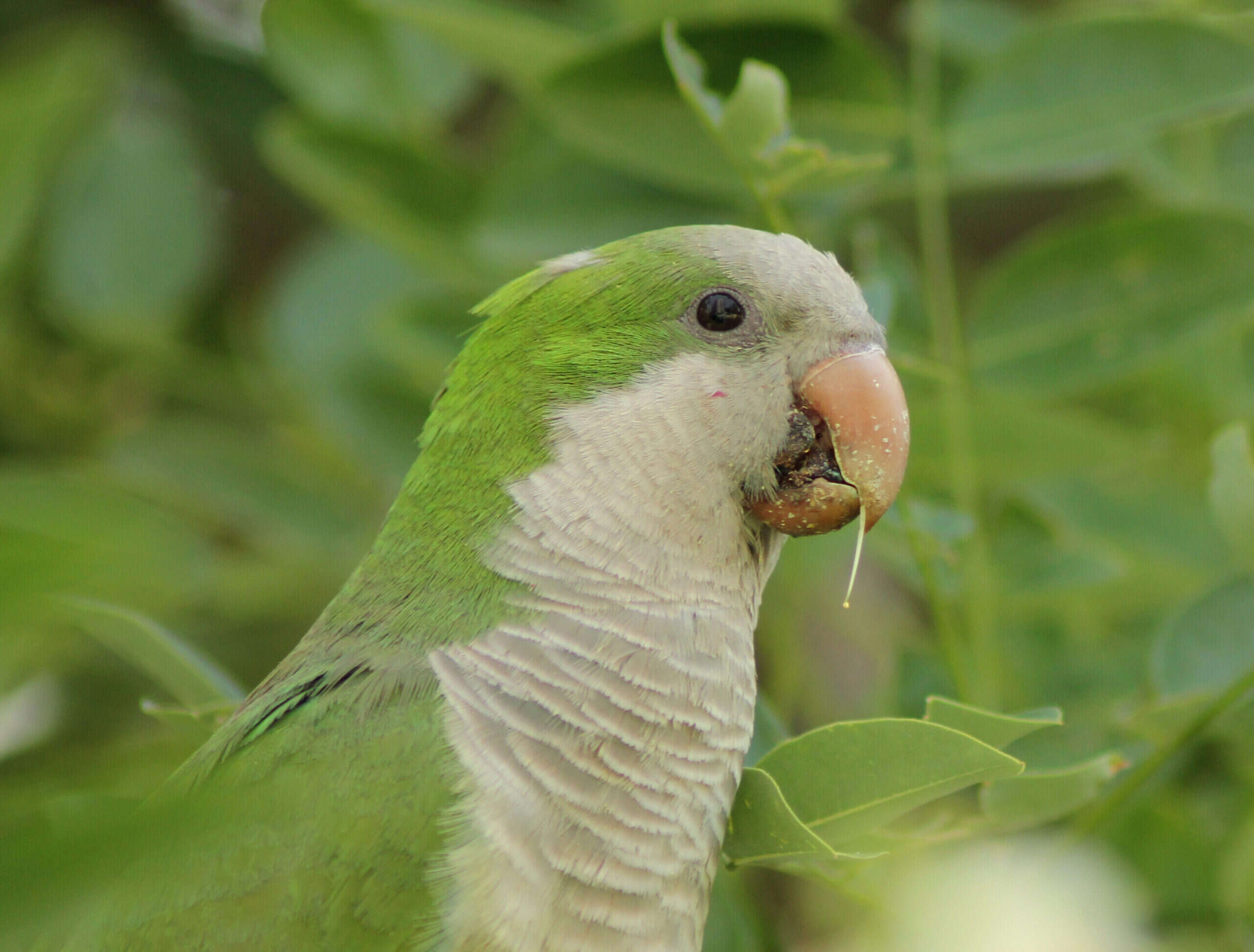 Cotorra argentina, plumaje verde y pecho gris