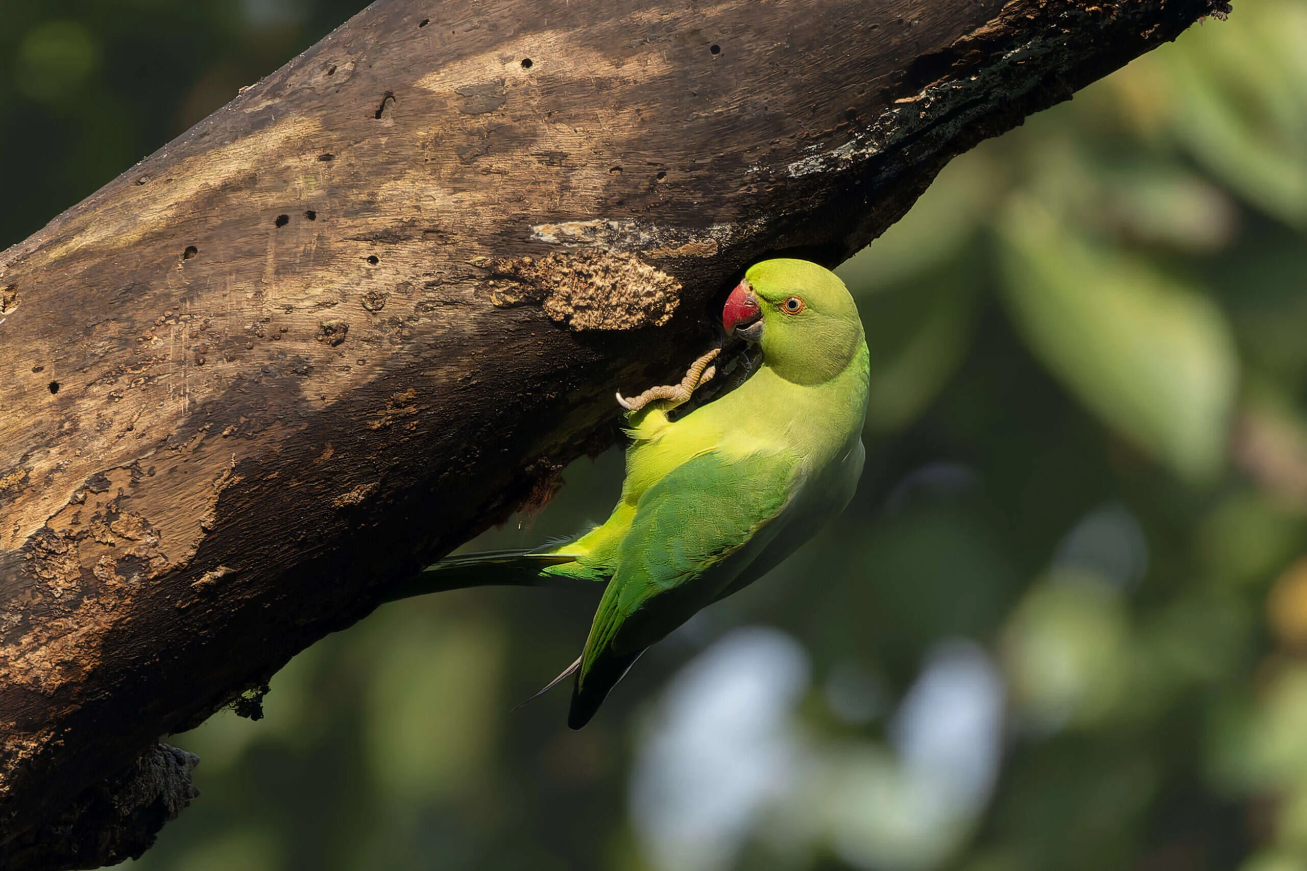 Cotorra de Kramer (Psittacula krameri), verde entera y con la cola muy larga, posada en una rama