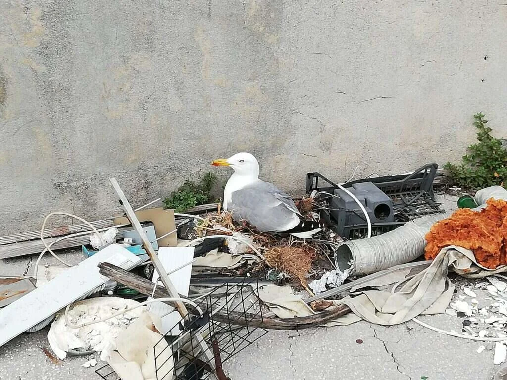 Gaviota patiamarilla incubando en un nido hecho con restos y basura sobre una superficie plana de hormigón