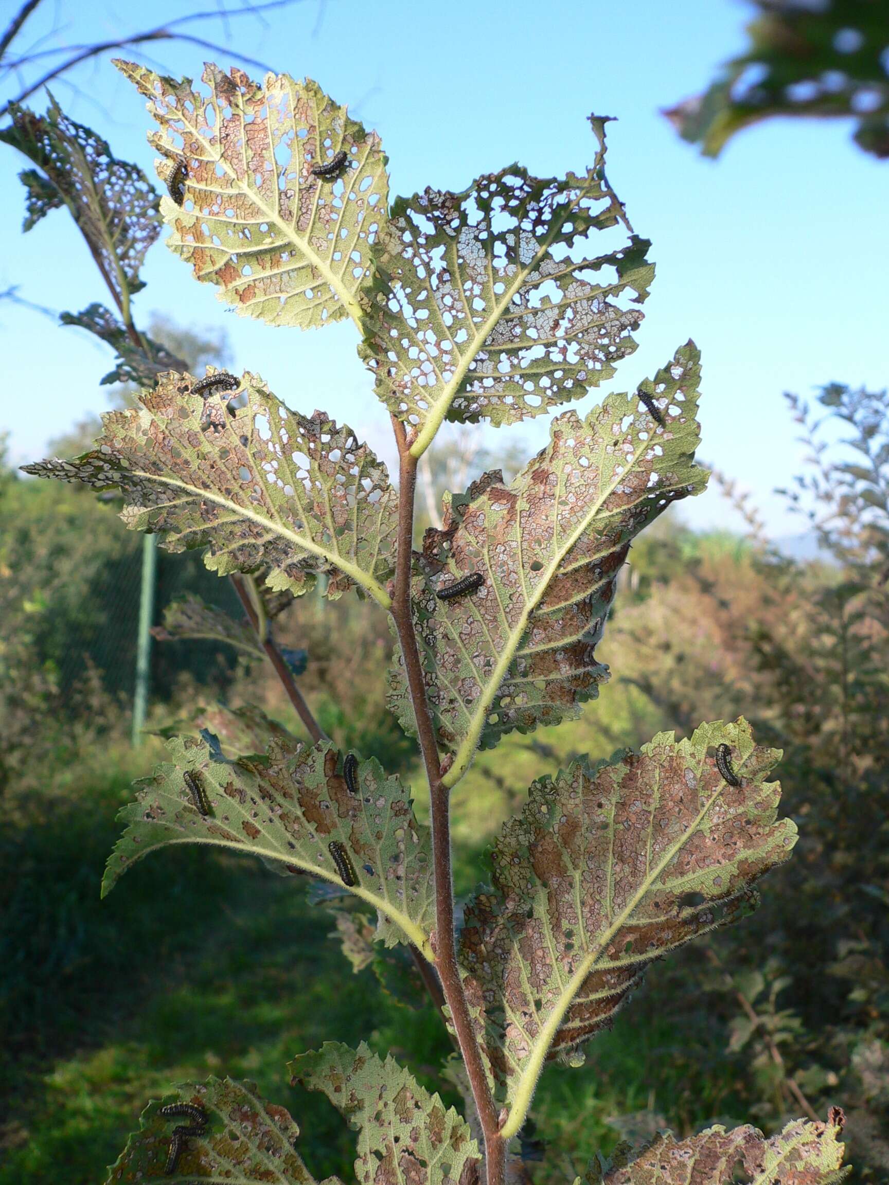 Grupo de larvas de galeruca del olmo sobre una hoja