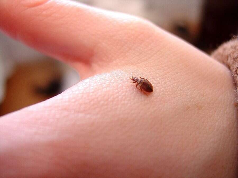Chinche de cama adulta sobre una mano, mostrando su tamaño real de unos 5 mm