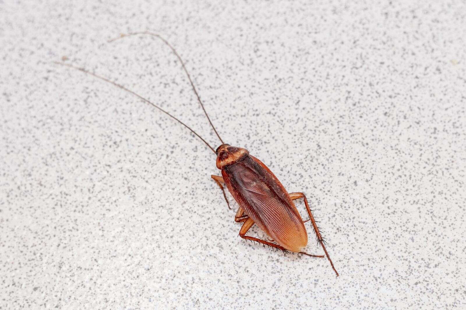 Cucaracha adulta sobre la encimera de una cocina