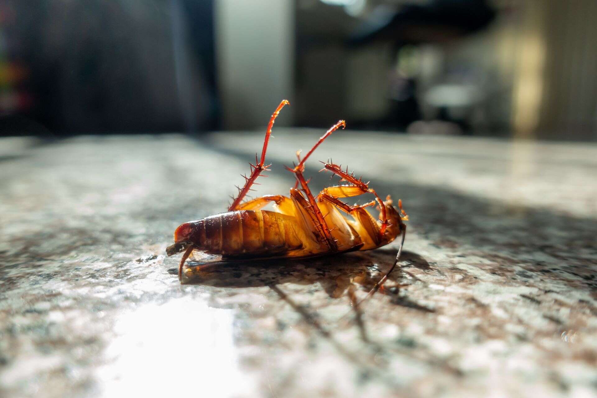 Cucaracha caminando sobre una encimera de cocina