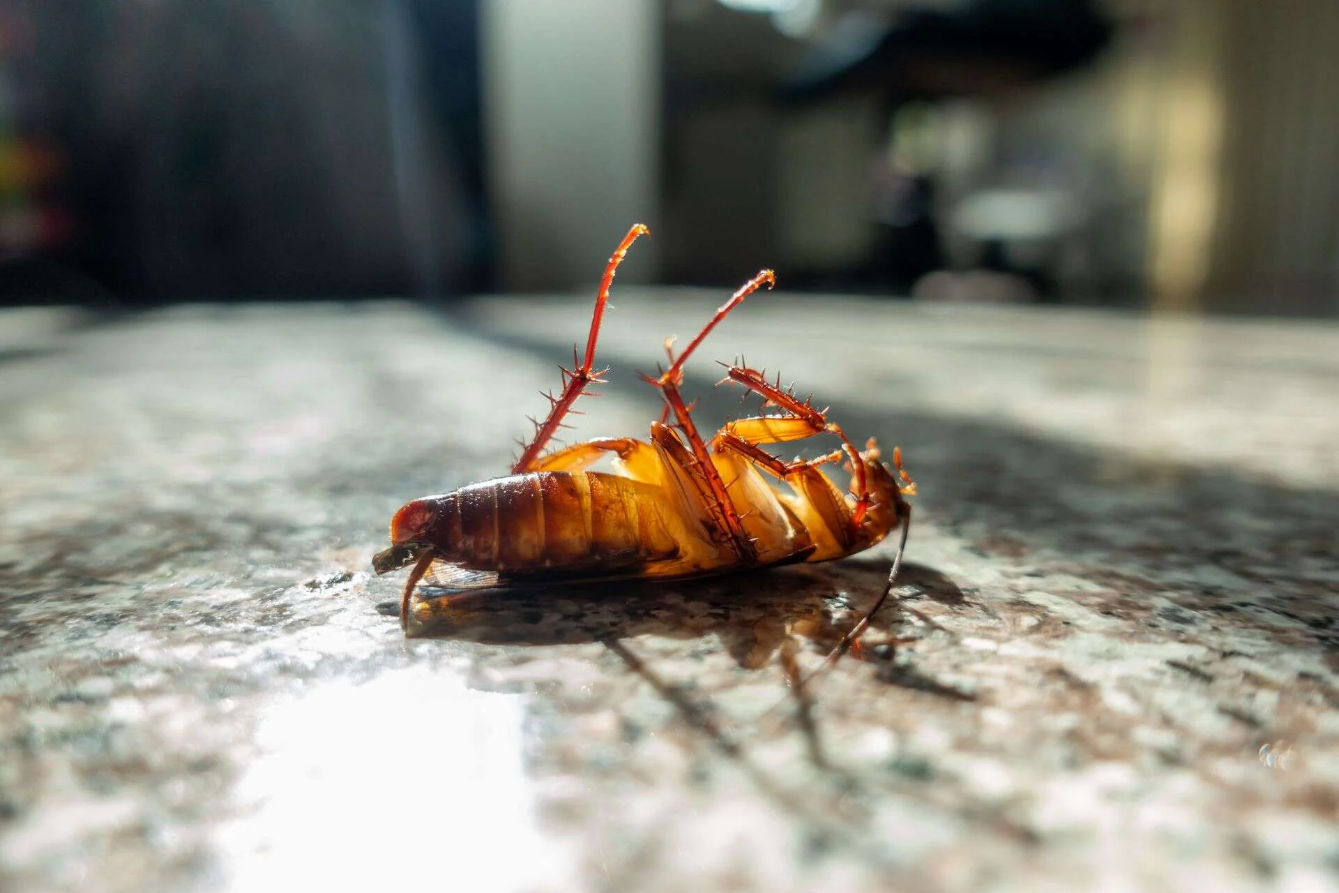 Cucaracha boca arriba sobre la encimera de granito de una cocina