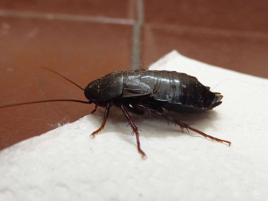 Cucaracha negra vista en superficie