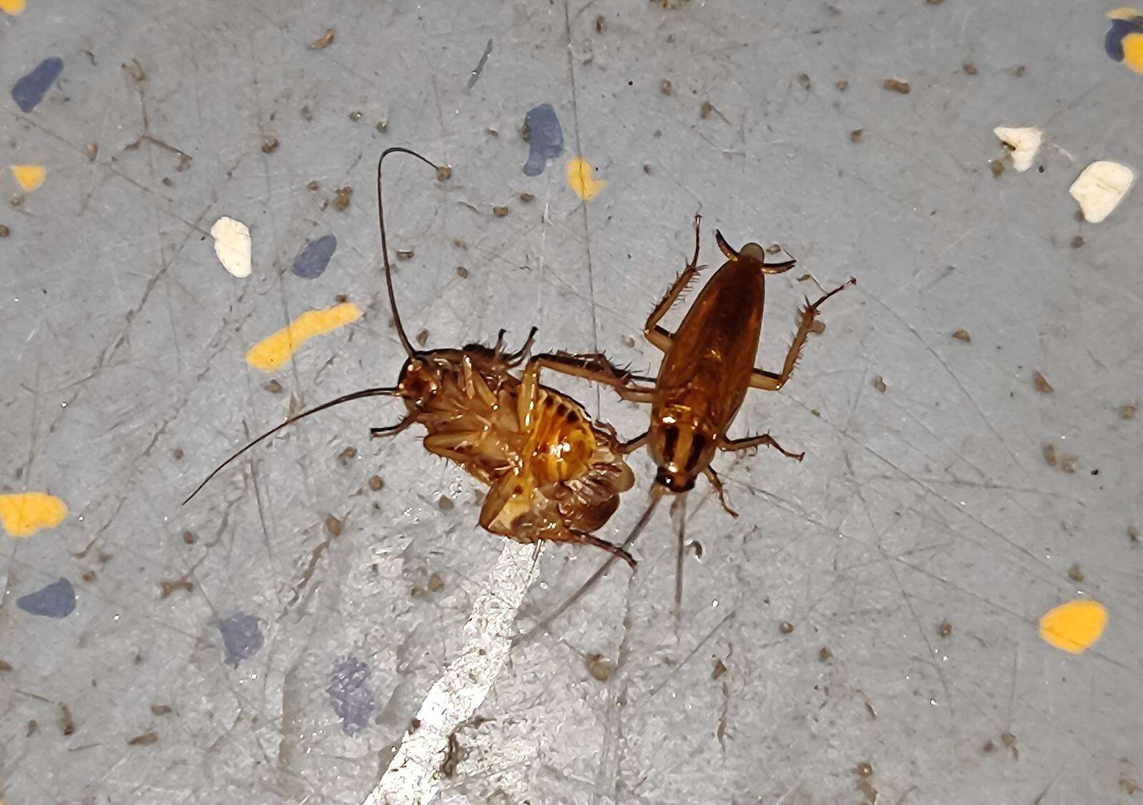 Excrementos de cucaracha repartidos por el suelo junto a dos ejemplares