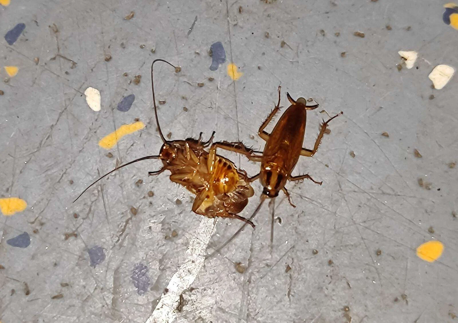 Excrementos de cucaracha repartidos por el suelo junto a dos ejemplares