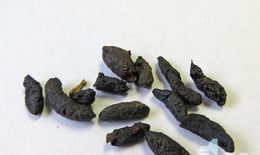 Excrementos negros de rata agrupados junto a un rodapié