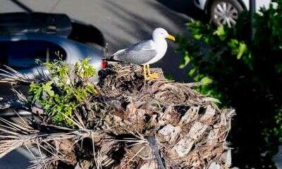 Gaviota sobre un nido levantado con ramas y restos en un entorno urbano