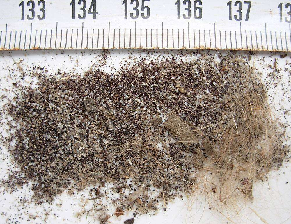 Huevos blancos y heces oscuras de pulga recogidos del suelo, junto a una regla milimetrada