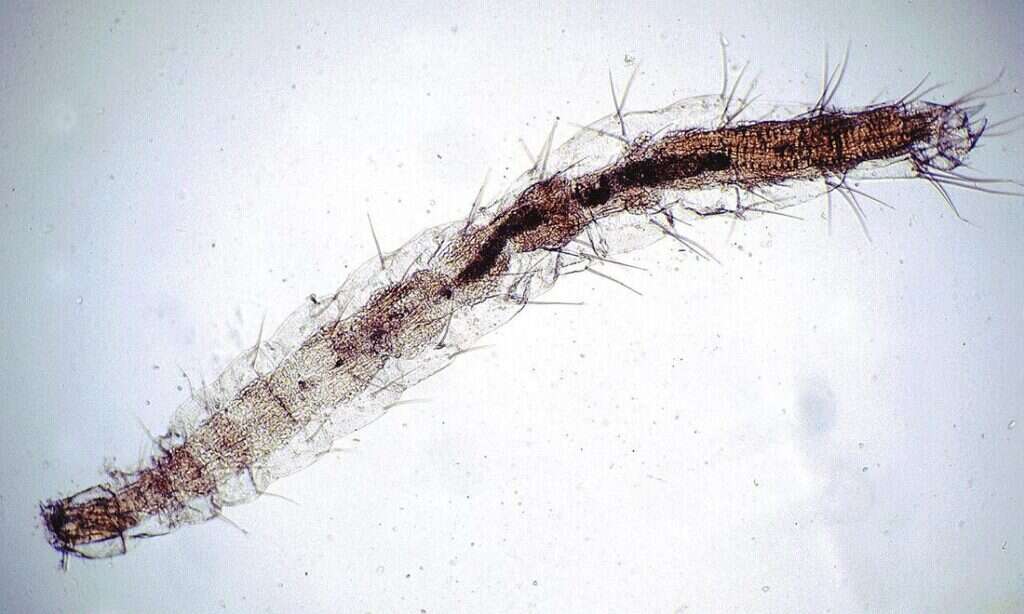 Larva de pulga vista al microscopio, alargada y cubierta de cerdas