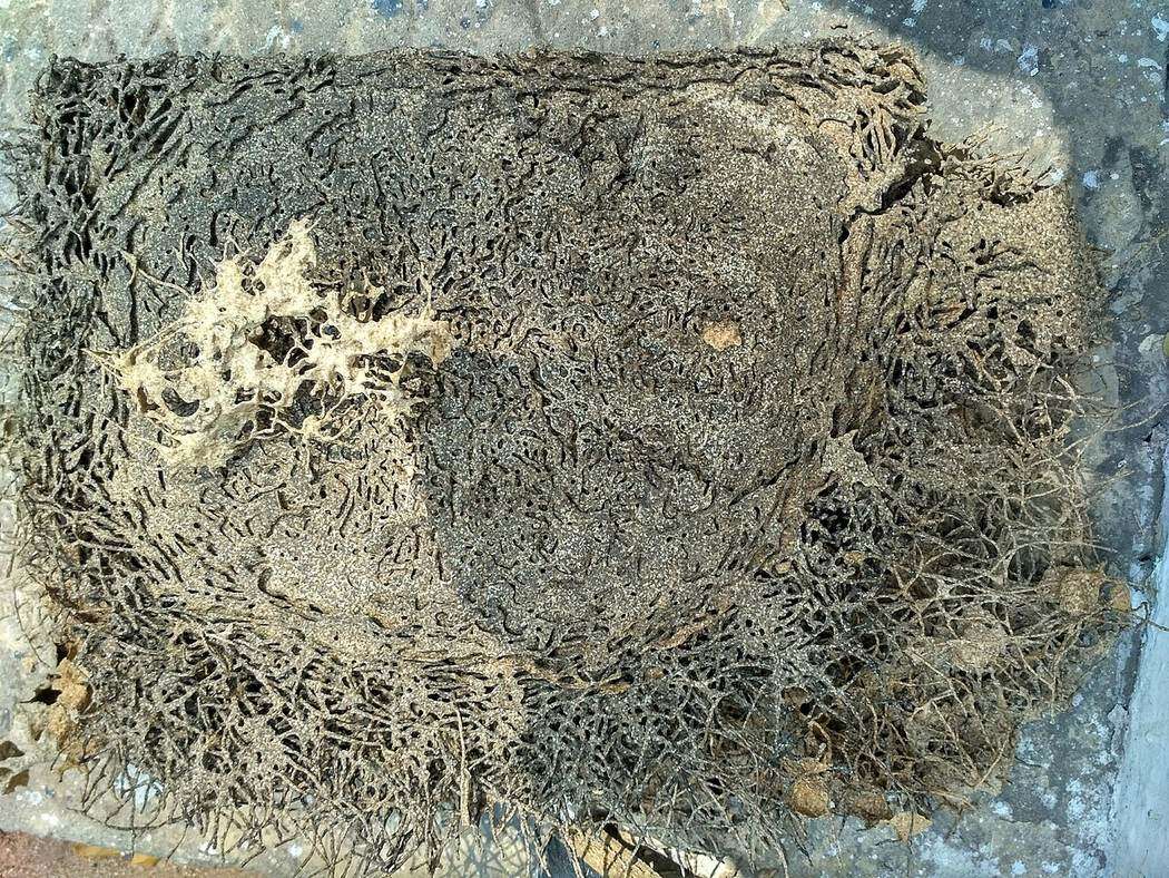 Galerías excavadas por termitas en carpintería de madera