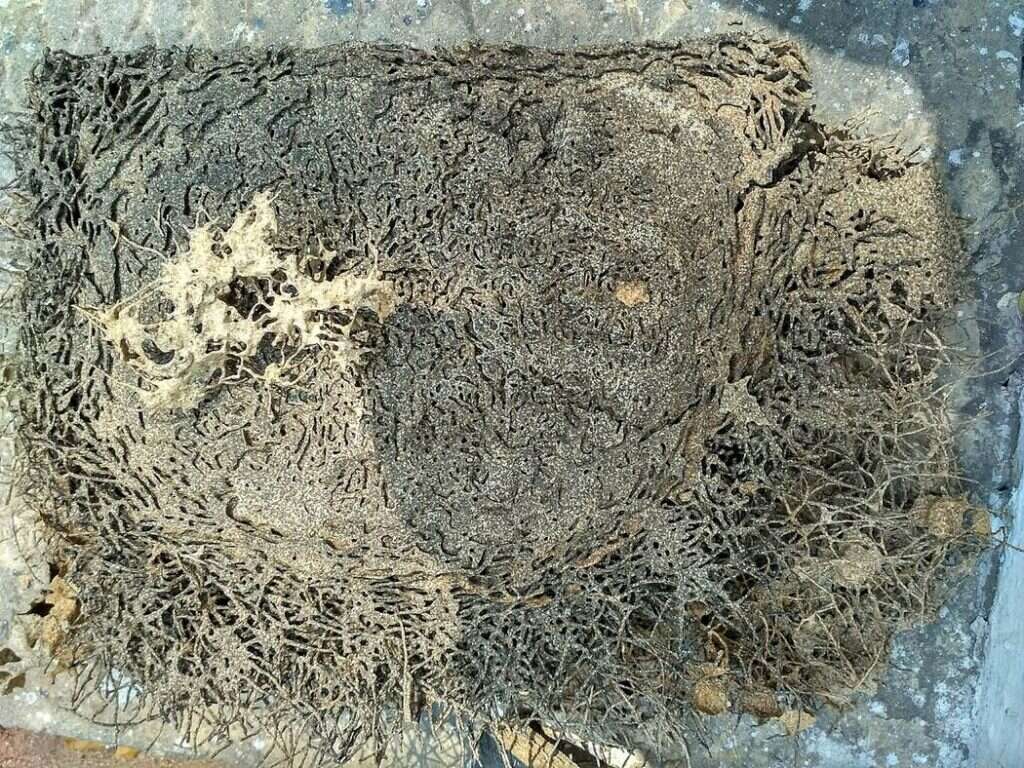 Pieza de madera abierta con la red de galerías excavada por las termitas