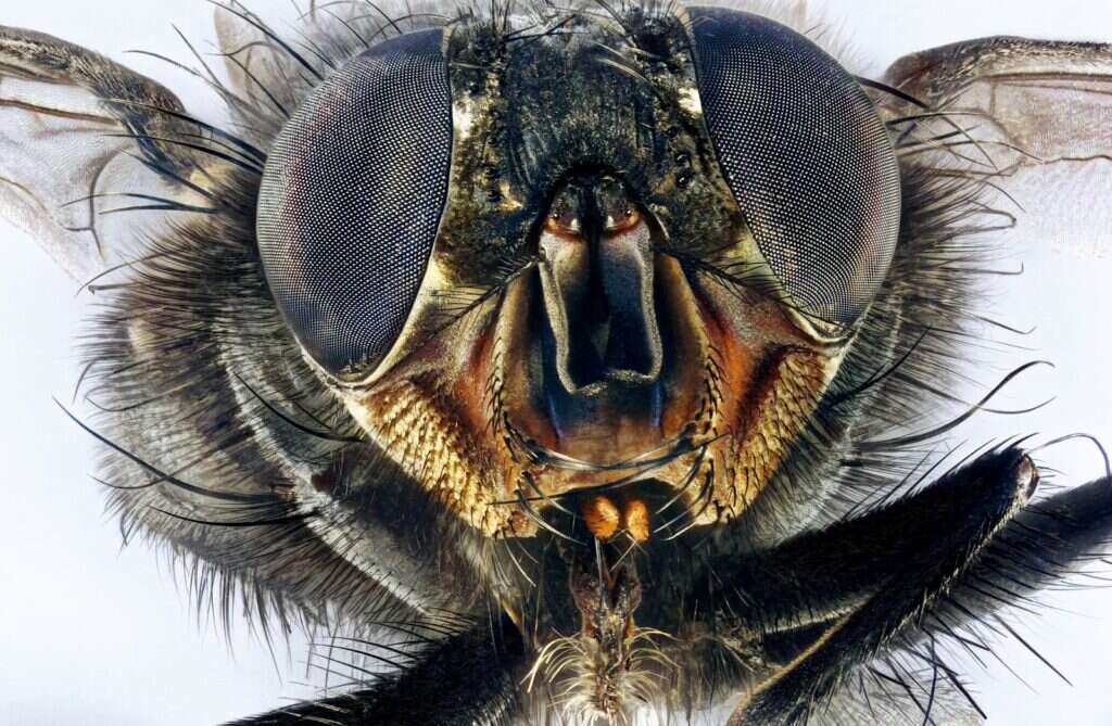 Mosca común fotografiada de cerca, de frente, con los ojos compuestos y la trompa