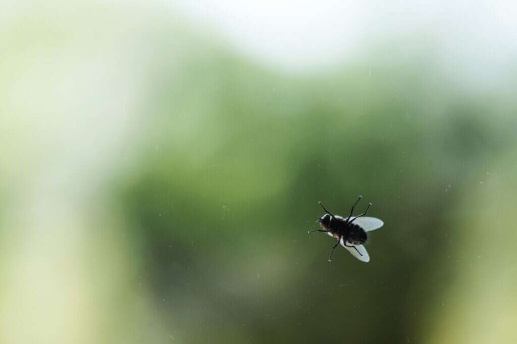 Mosca en vuelo junto a una ventana abierta sin mosquitera