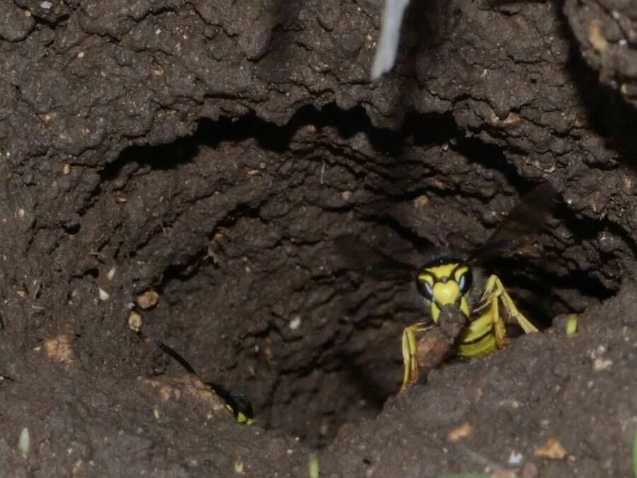 Avispa saliendo por el agujero de entrada de un nido subterráneo en el jardín